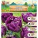 Tulip Negrit Dabble, river 12/+, 5pcs, autumn 2024