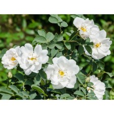 Rose wrinkled alba, c3 pot, n10-50 height, 1 pc, summer 2024