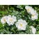 Rose wrinkled alba, c3 pot, n10-50 height, 1 pc, summer 2024