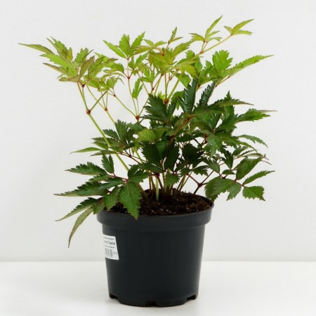 Astilba Lesshada sisters Teresa, C1.5 pot, H10-50 height, 1 pc, summer 2024-1