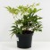 Astilba Lesshada sisters Teresa, C1.5 pot, H10-50 height, 1 pc, summer 2024
