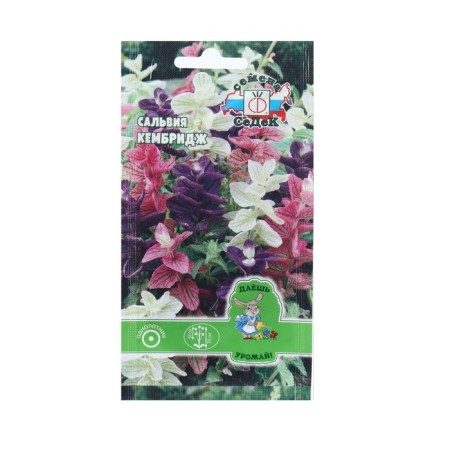 Seeds Flower Salvia "Cambridge" 0.1 g