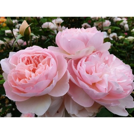 Seedling rose English park "Gentle Hermioni", tube, 1 pc, spring 2025