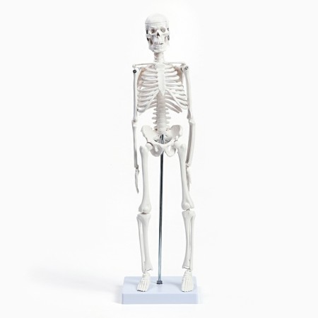 Model "Human Skeleton" 45cm-2
