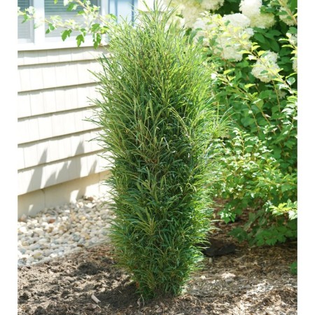 Cluscum seedlings "Fine Line", pot P9, Summer 2024