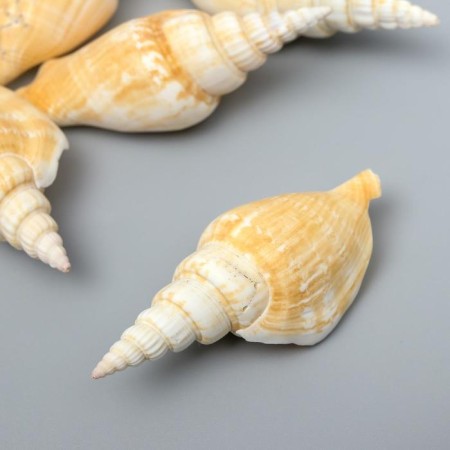 Decorative shells "Strombus vittatus" 5 pcs