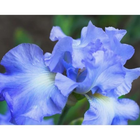 Iris dwarf bay raffls, c2 pot, 1 pc, summer 2024