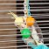 Toy for birds "rattle", mix