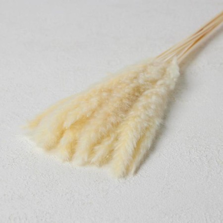 Sukhotzet "reed" set 15 pcs, beige color-2