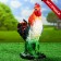 Garden figure "Cockery" Fucking "Bright breast, 32x42cm mix