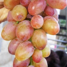Grapes seeder 