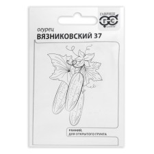 Seeds of the cucumber 