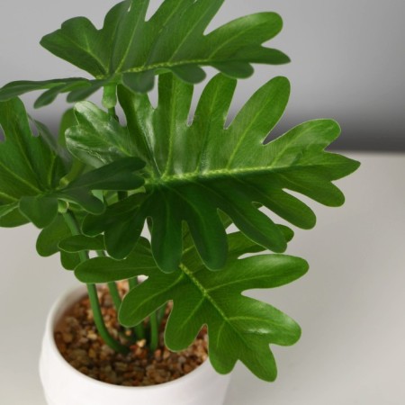 Bonsai in the pot "Filodendron Elegant" 6x16 cm, green-1