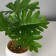 Bonsai in the pot "Filodendron Elegant" 6x16 cm, green