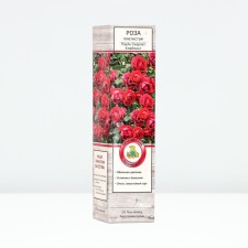 Seedling rose Plesy 