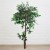Ficus