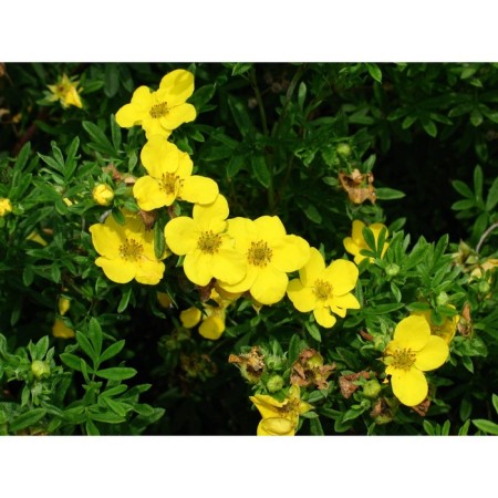 Sahenian Kuril tea (cinquefoil) Minels, pot p9, summer 2024-1