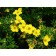 Sahenian Kuril tea (cinquefoil) Minels, pot p9, summer 2024