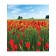 Set of napkins for setting the table "poppy field", rectangular, size 32x46 cm, 4 pcs