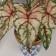 Bonsai in the pot "Kaladium Galant Elite" 34x11 cm