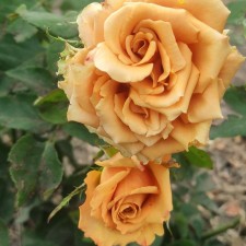 Sahenian Rose 