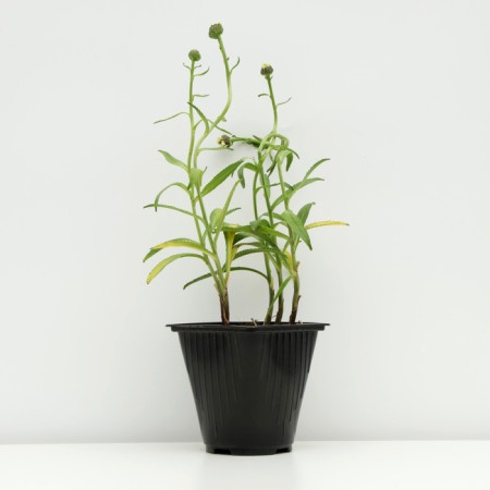 Nyvynik the largest "Crazy Daisy", pot C3, 1 pc, Spring 2024-1