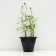Nyvynik the largest "Crazy Daisy", pot C3, 1 pc, Spring 2024