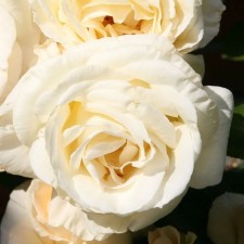 Sahenian Rose 