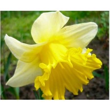 Narcissus Tubular Las Vegas, 12/14 rr, 5 pcs, 45 h (cm), autumn 2024
