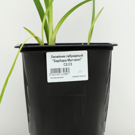 Hybrid Lileynik "Barbara Mitchell", pot C3, 1 pc, spring 2024-3
