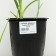 Hybrid Lileynik "Barbara Mitchell", pot C3, 1 pc, spring 2024