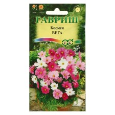 Cosmea Flower seeds 