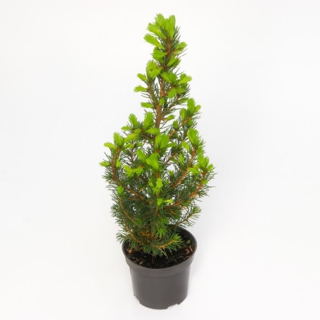Canadian spruce "Konika DEMMBR", P9, 1pc, h 3-20 cm, summer 2024-2