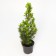 Canadian spruce "Konika DEMMBR", P9, 1pc, h 3-20 cm, summer 2024