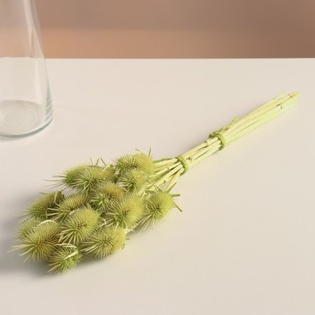 Set of dried flowers "Brush", banch 7-8 pcs, length 50 (+/- 6 cm), green apple-2