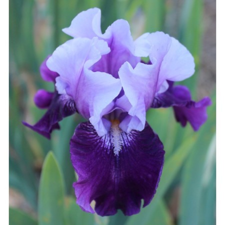 Iris Bearded Blubert Vine, Rr. I, 1 pc, spring 2025