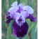 Iris Bearded Blubert Vine, Rr. I, 1 pc, spring 2025