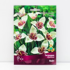 Tigridia Pavklinya White, 10 pcs, rr 5/7, spring 2025