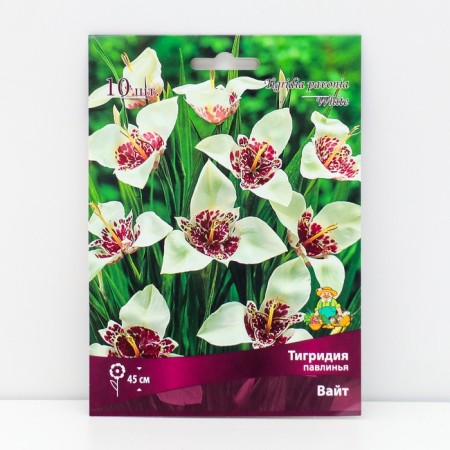 Tigridia Pavklinya White, 10 pcs, rr 5/7, spring 2025