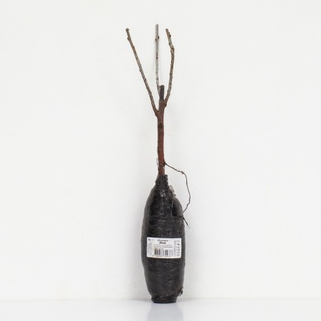 Sea buckthorn "Inya", 1 pc, tube, spring 2025-2
