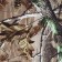Forest costume, size 52-54, height 170-176, demi-season, camouflage, mix