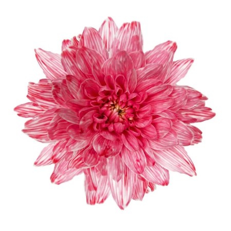 Floistic dye, for flowers, pink, 300 ml-2