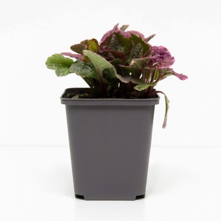 Living creeping Burgundy Glow, P9 pot, H10-50 height, 1 pc, summer 2024-1