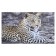 Picture on canvas "Graceful leopard" 60x100 cm