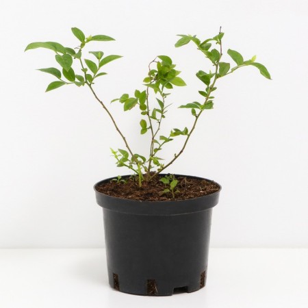 Blueberry tall Goldtraube 71, C2 pot, H20-40 height, 1 pc, summer 2024-1