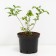 Blueberry tall Goldtraube 71, C2 pot, H20-40 height, 1 pc, summer 2024