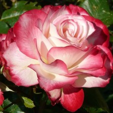Seedling rose 