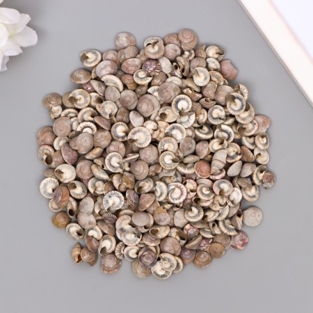 Set of decorative shells "Astra 122" 100 g-1