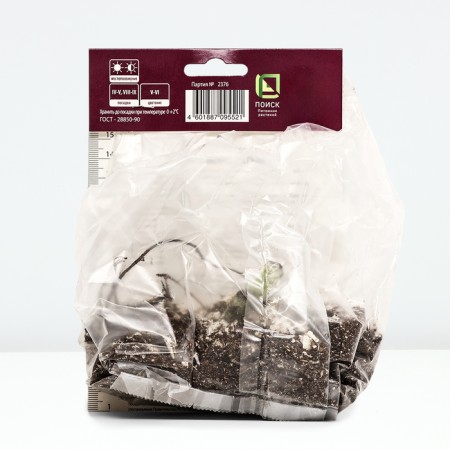 Iris bearded immorality, rr I, 1 pc, spring 2025-2
