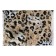 A4 button folder, 160 μm, Erichkrause, Wild Cat, translucent, glossy, with print